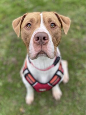 RSPCA Sussex North & Brighton Branch